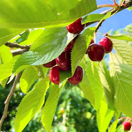 W Willi - Dla Milosnikow Natury I Spokoju Daire *