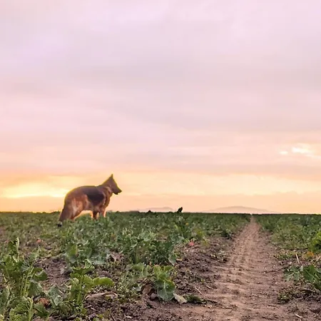 W Willi - Dla Milosnikow Natury I Spokoju Daire