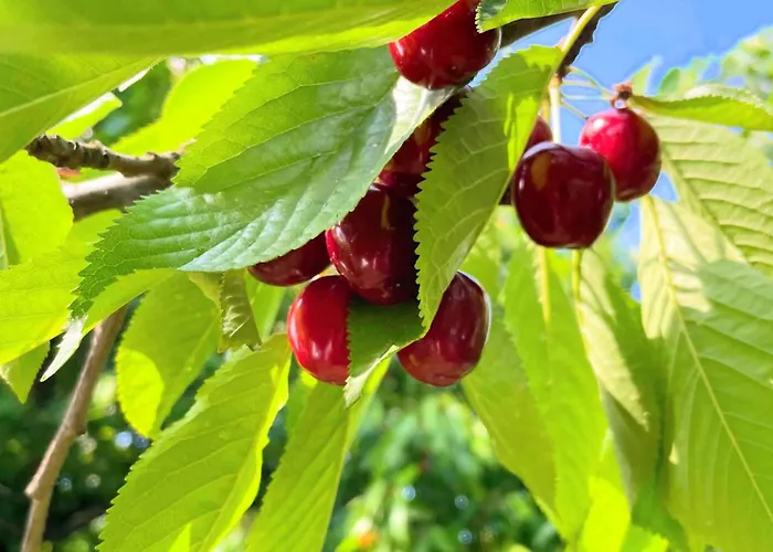 Apartament w willi Karczyn - noclegi dla miłośników natury i spokoju Apartamento *